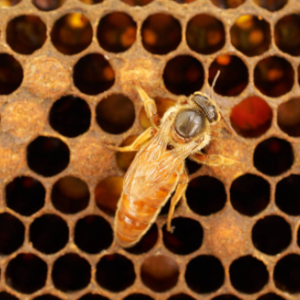 Matki pszczele reprodukcyjne